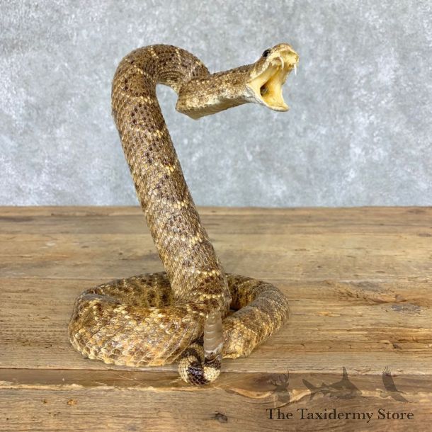 Western Diamondback Rattlesnake Mount For Sale #21766 @ The Taxidermy Store