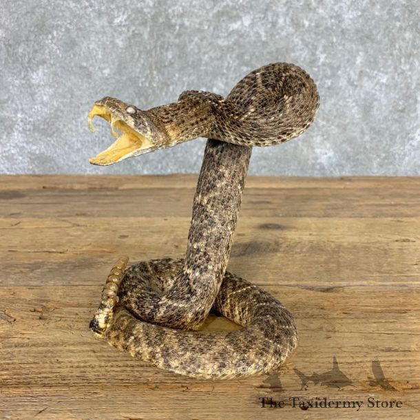 Western Diamondback Rattlesnake Mount For Sale #22458 @ The Taxidermy Store