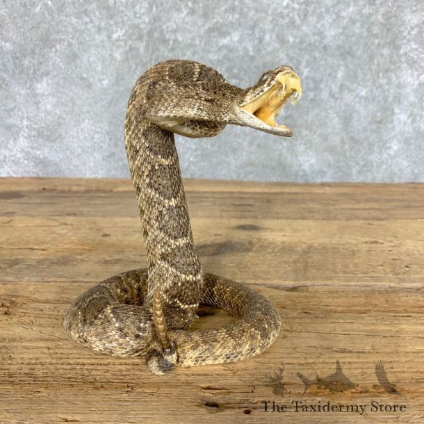 Western Diamondback Rattlesnake Mount For Sale #22459 @ The Taxidermy Store