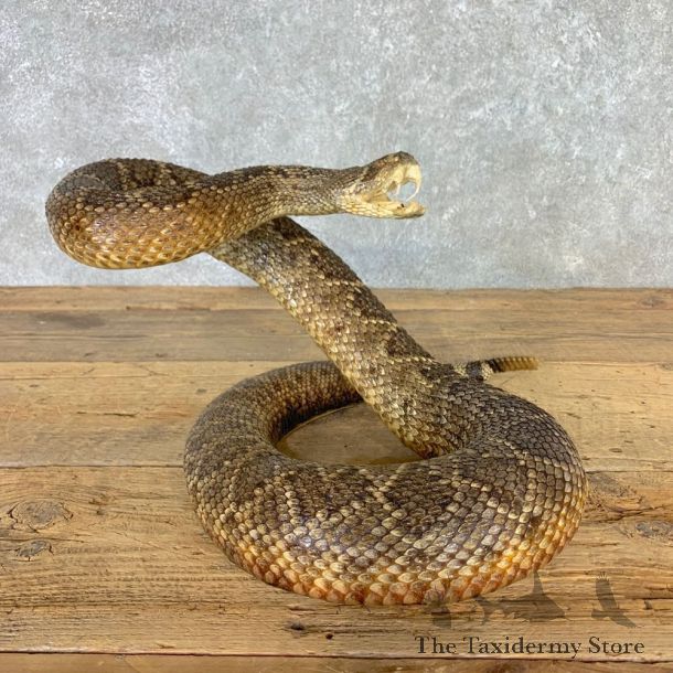 Western Diamondback Rattlesnake Mount For Sale #22552 @ The Taxidermy Store