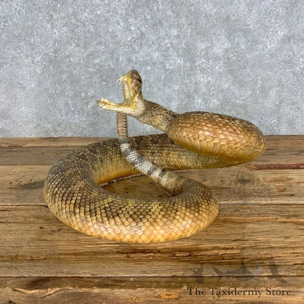 Western Diamondback Rattlesnake Mount For Sale #23307 @ The Taxidermy Store
