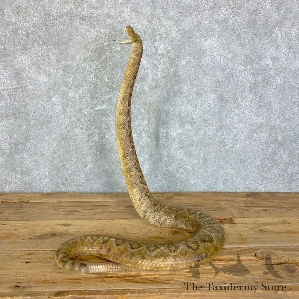 Western Diamondback Rattlesnake Mount For Sale #23627 @ The Taxidermy Store