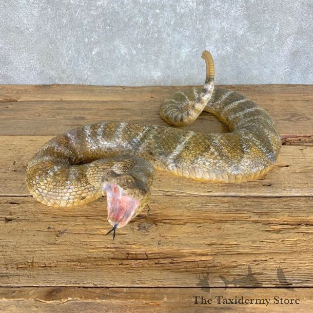 Western Diamondback Rattlesnake Mount For Sale #23628 @ The Taxidermy Store