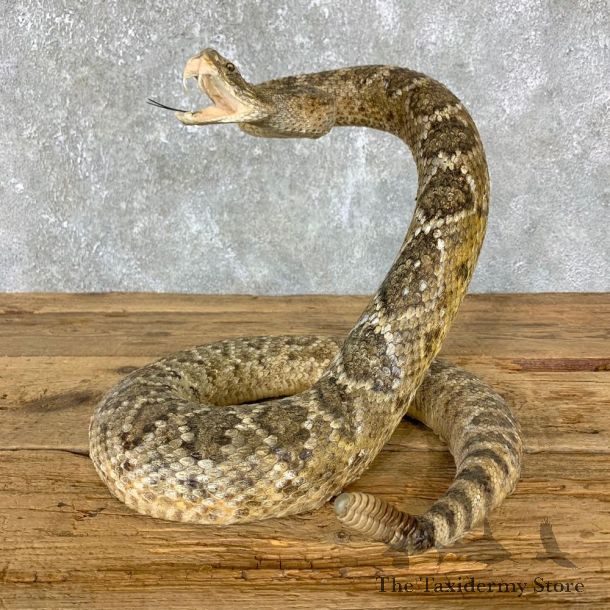 Western Diamondback Rattlesnake Mount For Sale #23711 @ The Taxidermy Store