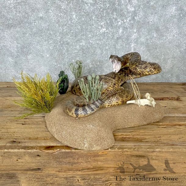 Western Diamondback Rattlesnake Mount For Sale #24843 @ The Taxidermy Store