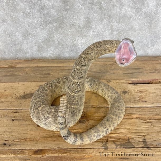 Western Diamondback Rattlesnake Mount For Sale #28416 @ The Taxidermy Store