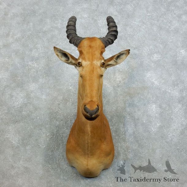 Western Hartebeest Shoulder Mount For Sale #18532 @ The Taxidermy Store