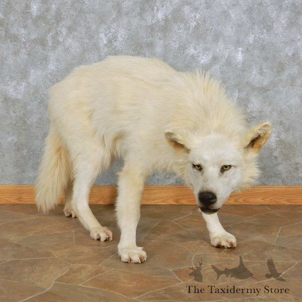 White Alaskan Wolf Mount For Sale #15027 @ The Taxidermy Store