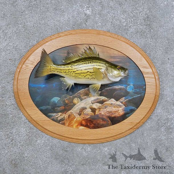 White Bass Fish Mount For Sale #14103 @ The Taxidermy Store