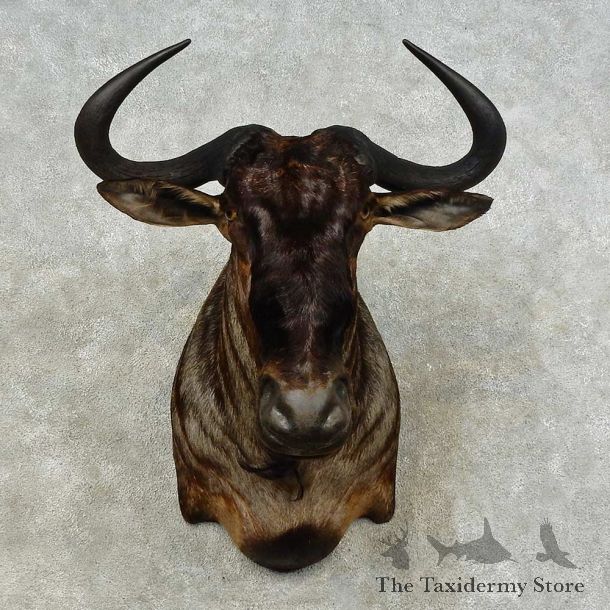 Blue Wildebeest Shoulder Mount For Sale #16221 @ The Taxidermy Store
