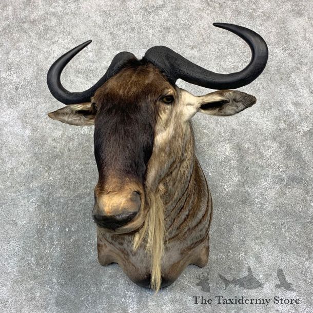 White-Bearded Wildebeest Shoulder Mount For Sale #23138 @ The Taxidermy Store