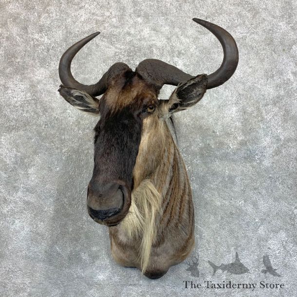White-Bearded Wildebeest Shoulder Mount For Sale #23584 @ The Taxidermy Store