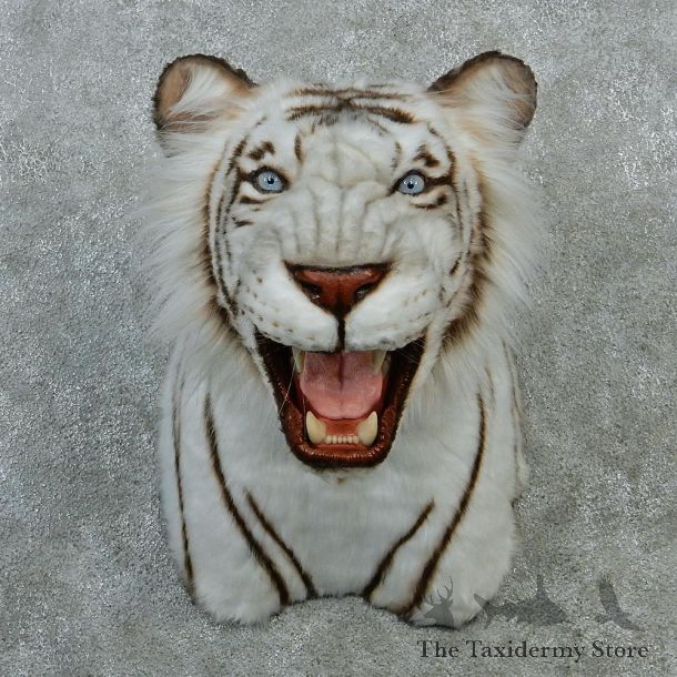 White Bengal Tiger Taxidermy Shoulder Mount #12901 For Sale @ The Taxidermy Store