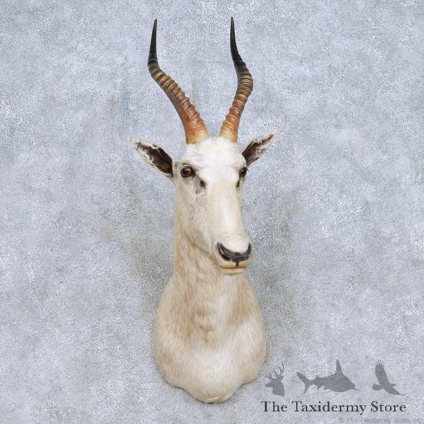 White Blesbok Shoulder Mount For Sale #13967 @ The Taxidermy Store