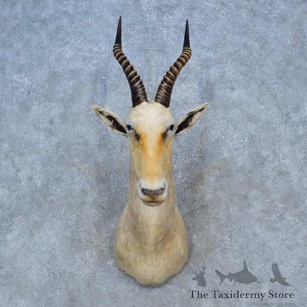 White Blesbok Shoulder Mount For Sale #15281 @ The Taxidermy Store
