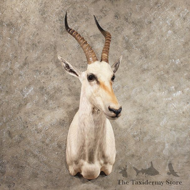 African White Blesbok Shoulder #11409 - For Sale - The Taxidermy Store