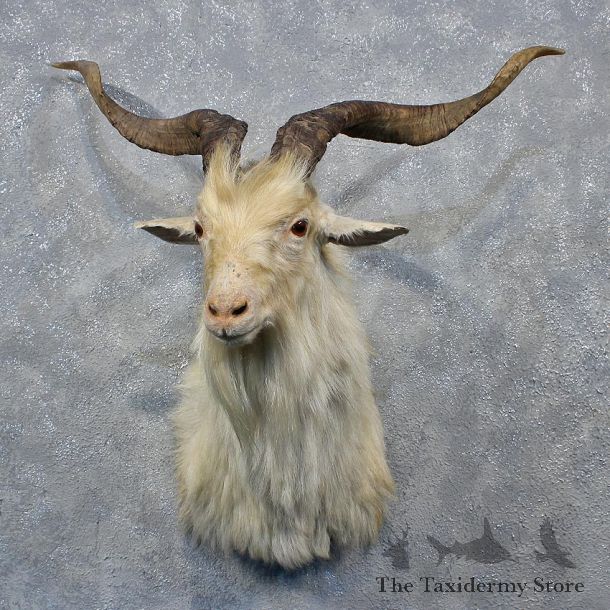 White Catalina Goat Shoulder Head Mount #12026 For Sale @ The Taxidermy Store