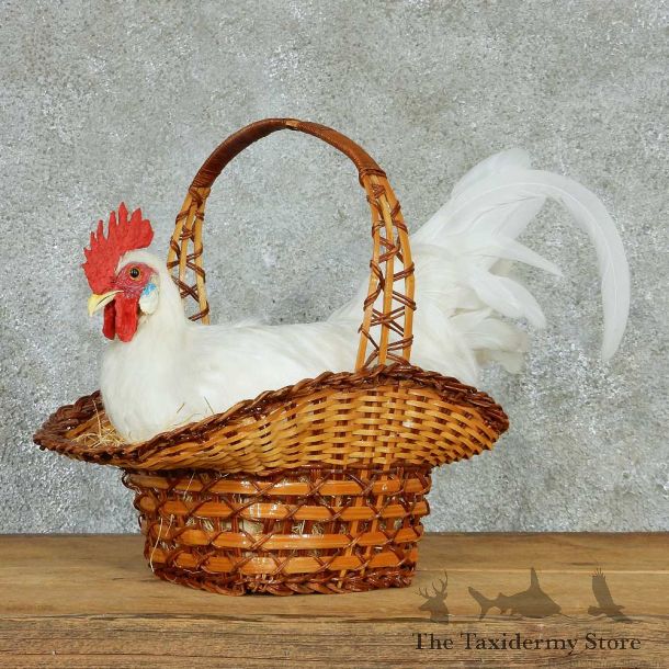 White Leghorn Chicken Taxidermy Mount #13277 For Sale @ The Taxidermy Store