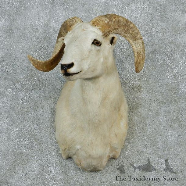 White Corsican Ram Shoulder Taxidermy Head Mount #12849 For Sale @ The Taxidermy Store