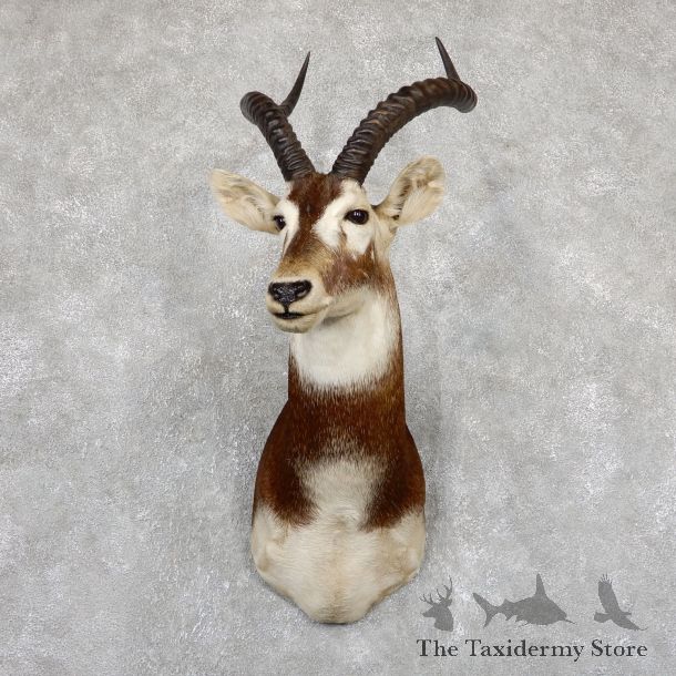 White-Eared Kob Taxidermy Shoulder Mount For Sale #19500 @ The Taxidermy Store