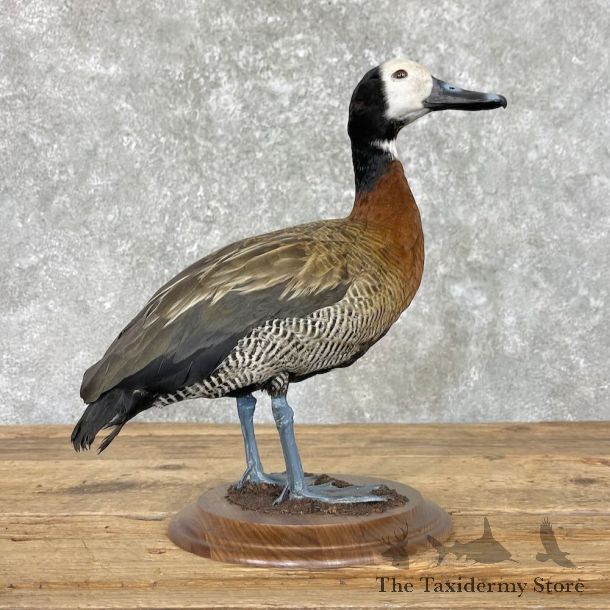 White-Faced Whistling Duck Mount For Sale #27587 @ The Taxidermy Store