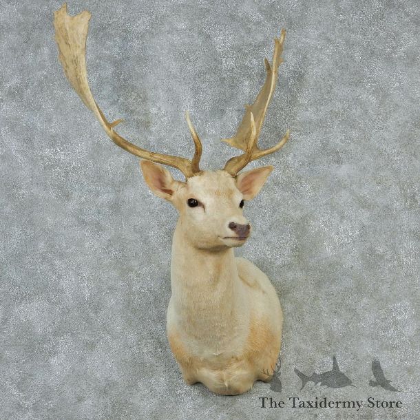 White Fallow Shoulder Taxidermy Head Mount #12842 For Sale @ The Taxidermy Store