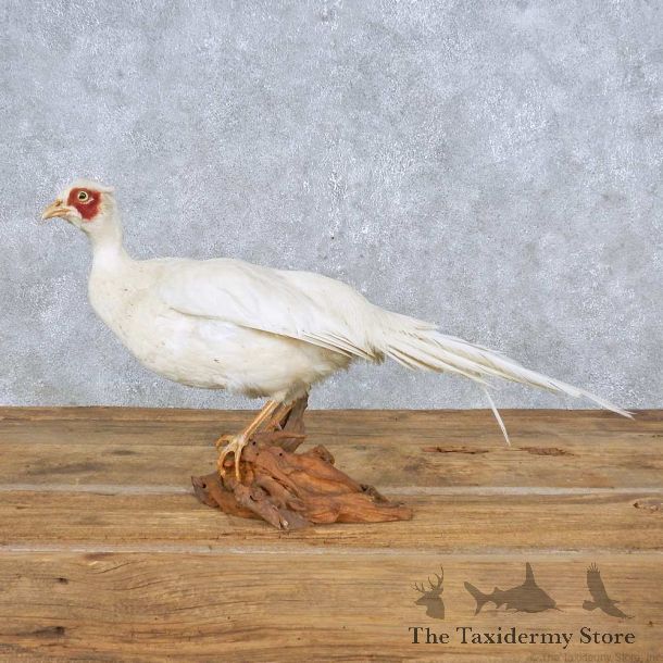 White Pheasant Mount For Sale #14837 @ The Taxidermy Store
