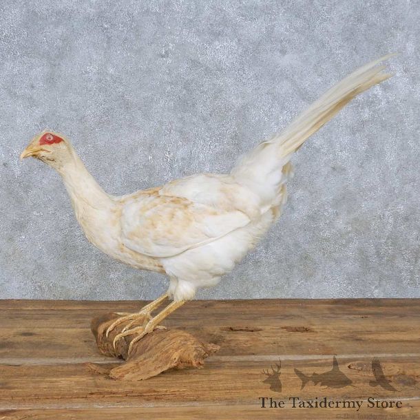 White Pheasant Mount For Sale #14838 @ The Taxidermy Store