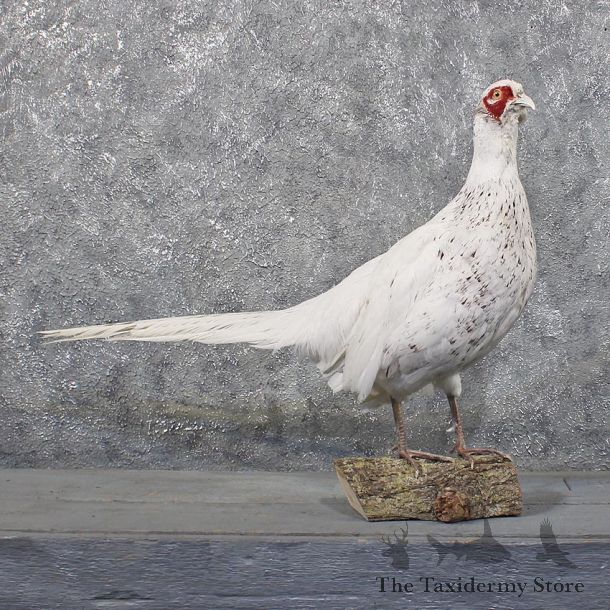 White Pheasant Mount #11740 For Sale @The Taxidermy Store