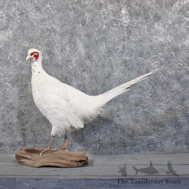 White Pheasant Standing Mount #11859 For Sale @ The Taxidermy Store