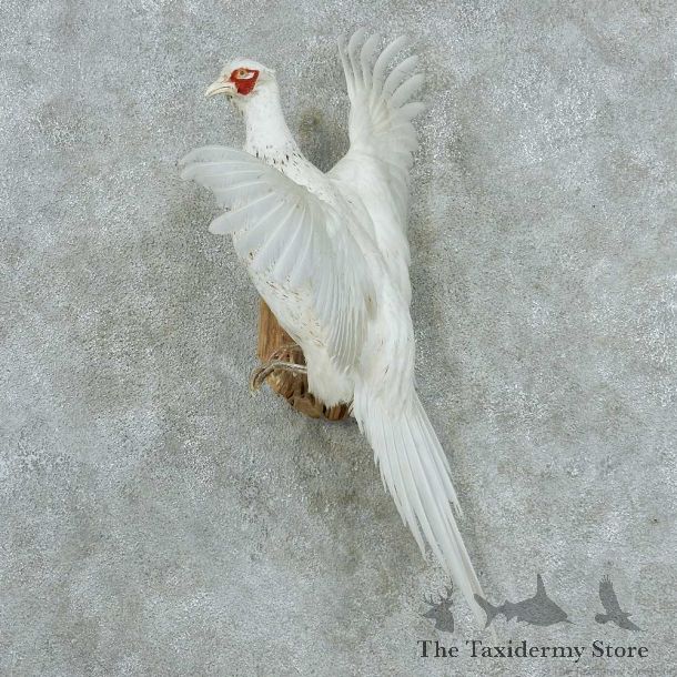 White Ringneck Pheasants Life Size Taxidermy Mount #13328 For Sale @ The Taxidermy Store