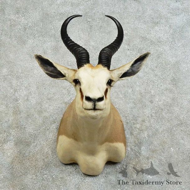 African Springbok Shoulder Mount For Sale #16141 @ The Taxidermy Store