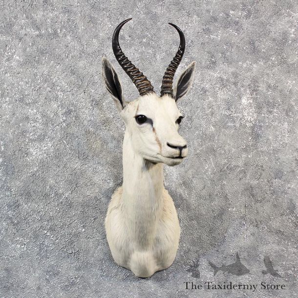 African White Springbok Shoulder Mount #11538 - For Sale - The Taxidermy Store