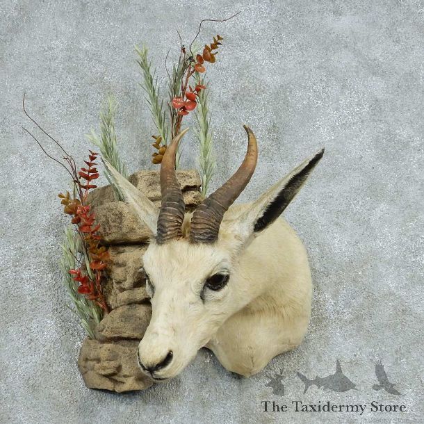 White African Springbok Shoulder Mount #13477 For Sale @ The Taxidermy Store