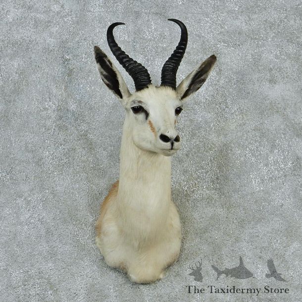 White Springbok Taxidermy Head Mount #12859 For Sale @ The Taxidermy Store