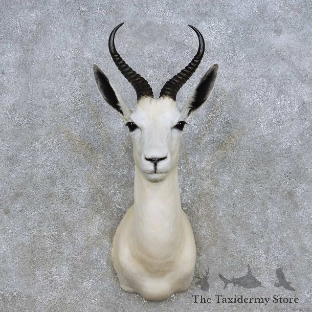 White Springbok Shoulder Mount For Sale #14246 @ The Taxidermy Store