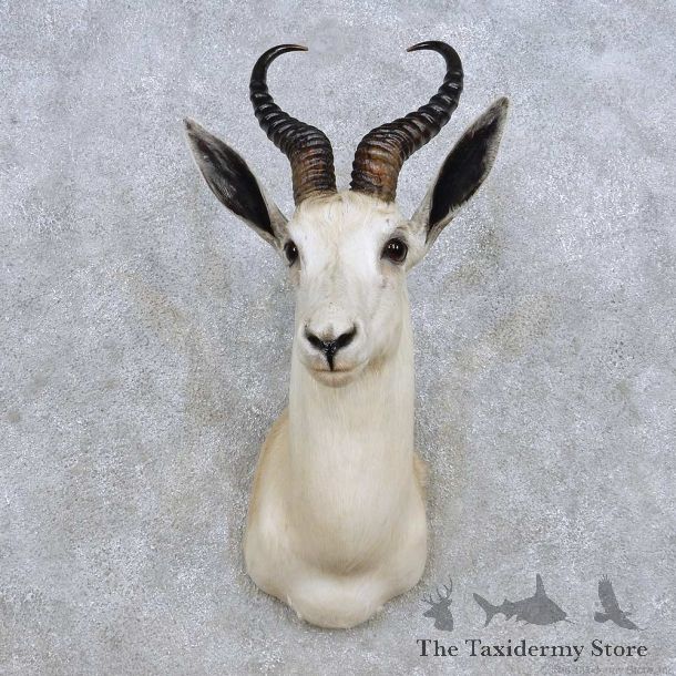 White Springbok Shoulder Mount For Sale #14247 @ The Taxidermy Store