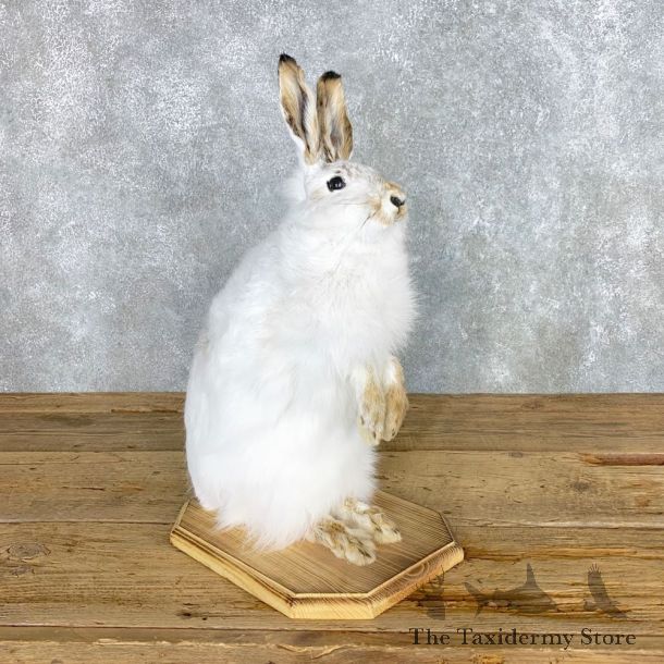 White-Tailed Jackrabbit Mount #22307 For Sale @ The Taxidermy Store