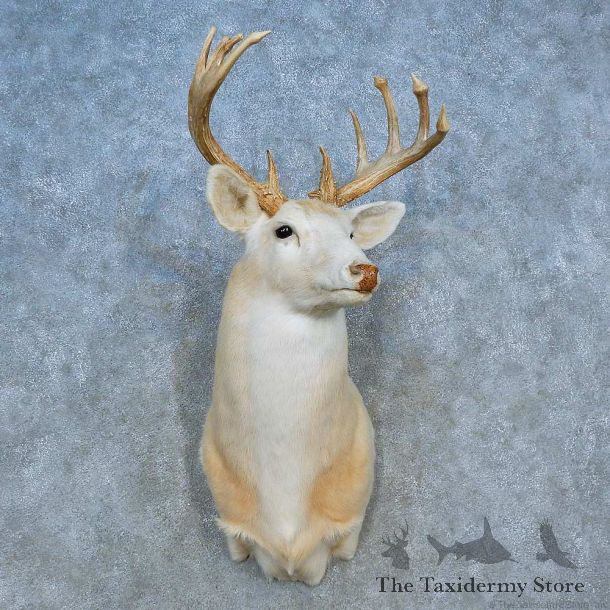White Whitetail Deer Shoulder Mount For Sale #15551 @ The Taxidermy Store