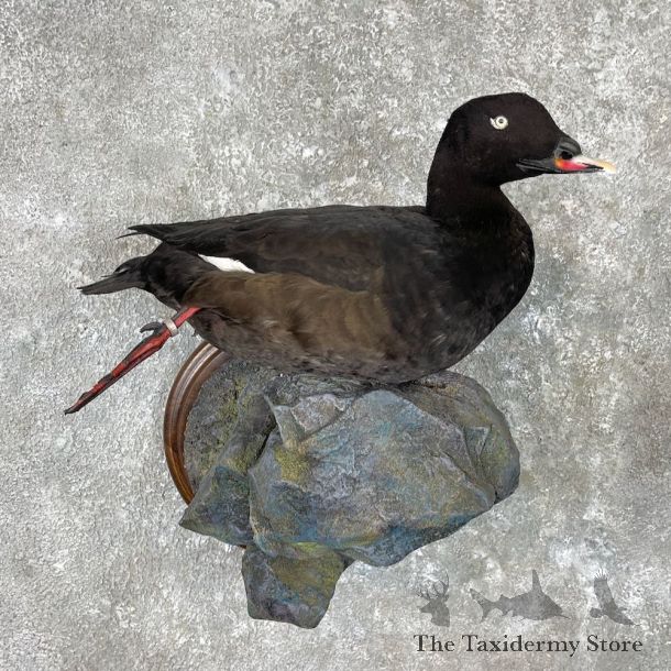 White-winged Scoter Bird Mount For Sale #26953 @ The Taxidermy Store