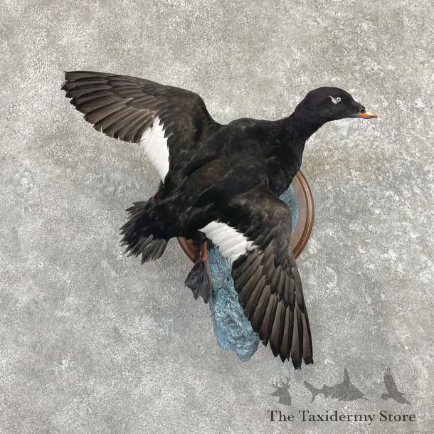 White-winged Scoter Bird Mount For Sale #27617 @ The Taxidermy Store