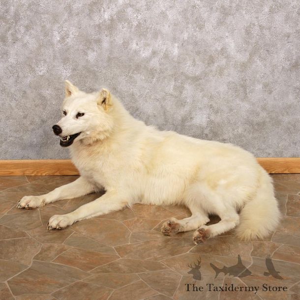 White Wolf Taxidermy Mount #12319 For Sale @ The Taxidermy Store