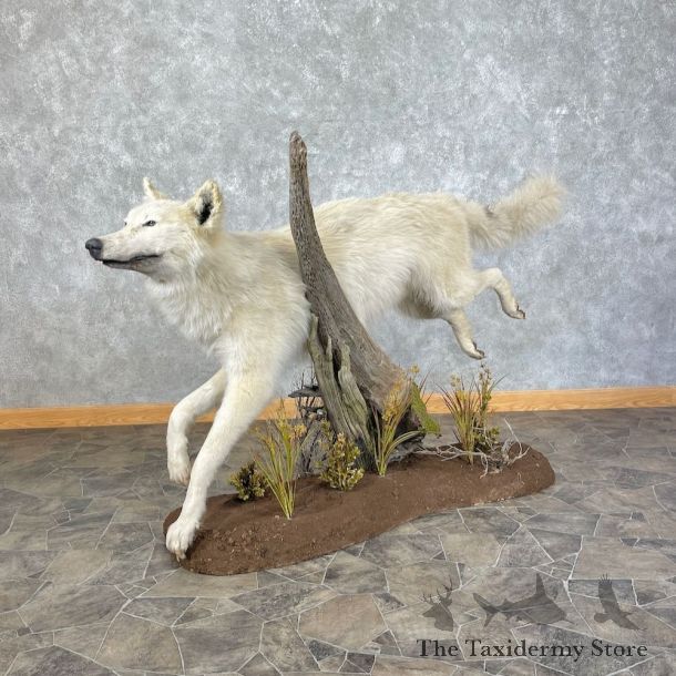 White Alaskan Grey Wolf Mount For Sale #25699 @ The Taxidermy Store