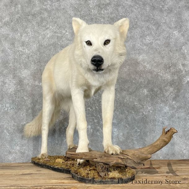 White Alaskan Wolf Mount For Sale #27352 @ The Taxidermy Store