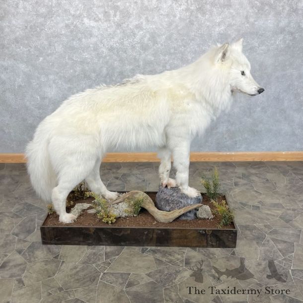White Alaskan Wolf Mount For Sale #28091 @ The Taxidermy Store