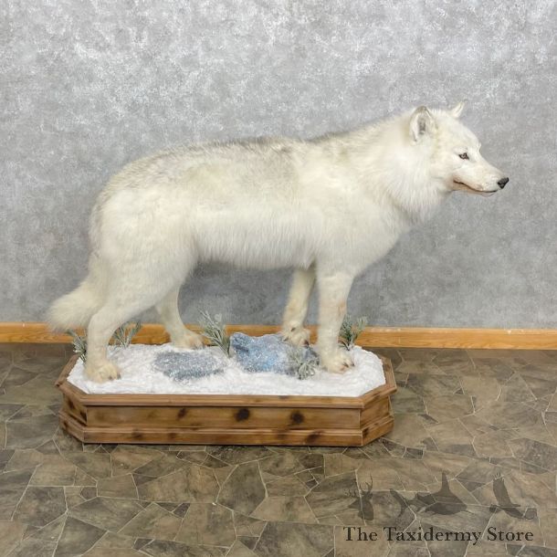 White Alaskan Wolf Mount For Sale #28377 @ The Taxidermy Store