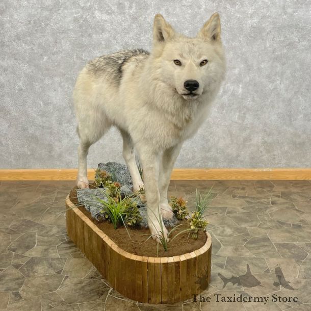 White Alaskan Wolf Mount For Sale #28444 @ The Taxidermy Store