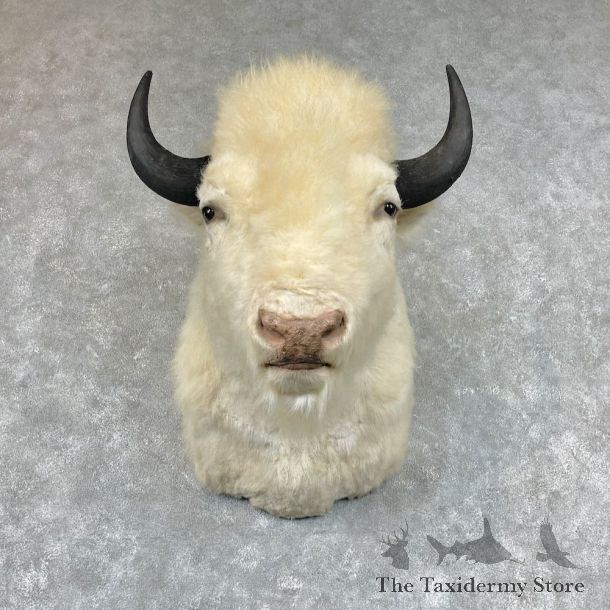 White American Bison Shoulder Mount For Sale #26768 @ The Taxidermy Store