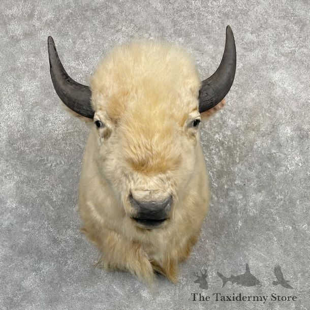 White American Bison Shoulder Mount For Sale #27218 @ The Taxidermy Store