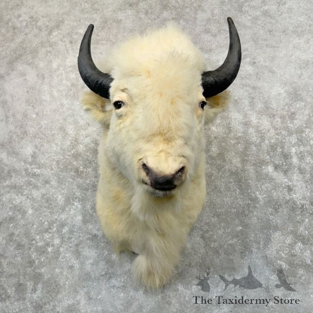 White American Bison Shoulder Mount For Sale #29052 @ The Taxidermy Store